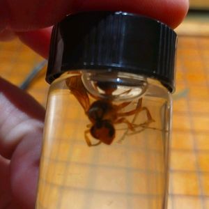 Wasp in a jar